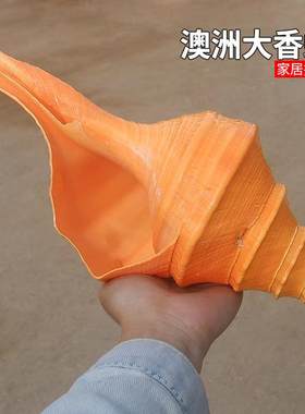 澳洲香螺天然贝壳海螺大螺号角贝壳大海螺贝壳吹响螺家居摆件收藏