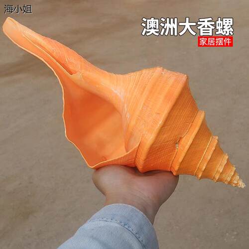 澳洲香螺天然贝壳海螺大螺号角贝壳大海螺贝壳吹响螺家居摆件收藏