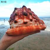 超大海螺万宝螺招财螺四大名螺水族箱摆台布景收藏标本红海螺 包邮