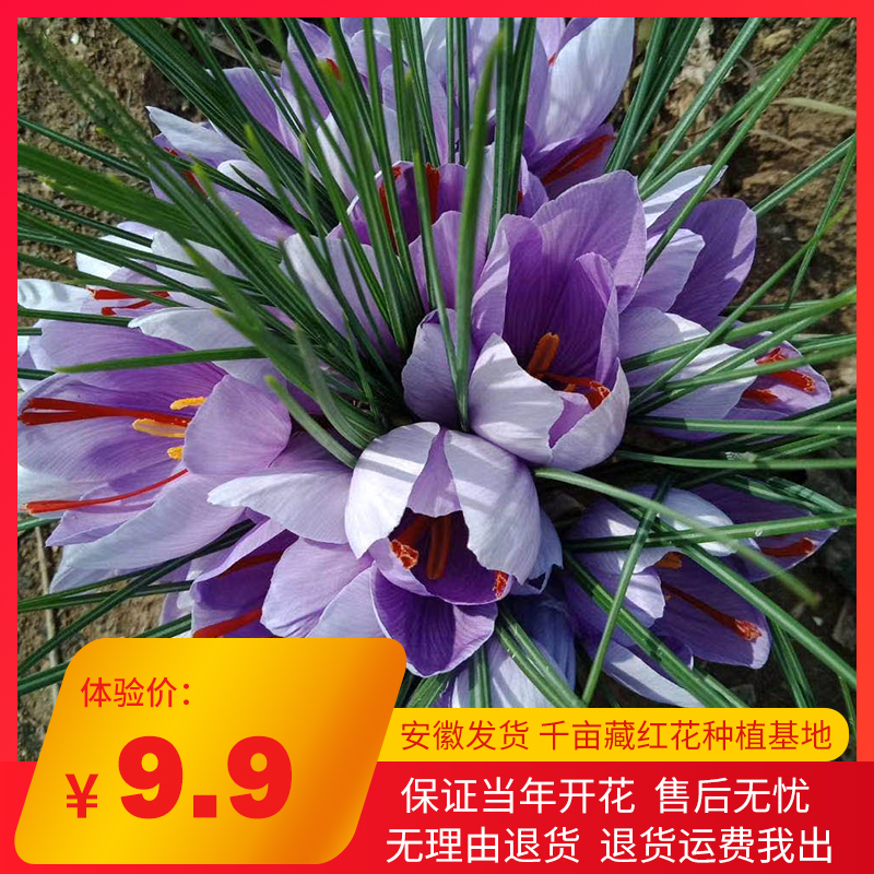 药用大球易种室内阳台盆栽藏红花