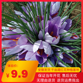 药用藏红花种球大球种子易种室内阳台观花苗番红花盆栽种子开花