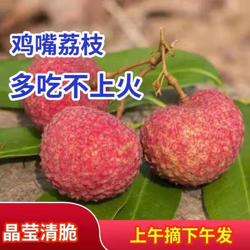 现摘现发广西灵山鸡嘴荔枝超甜新鲜孕妇水果顺丰空运包邮