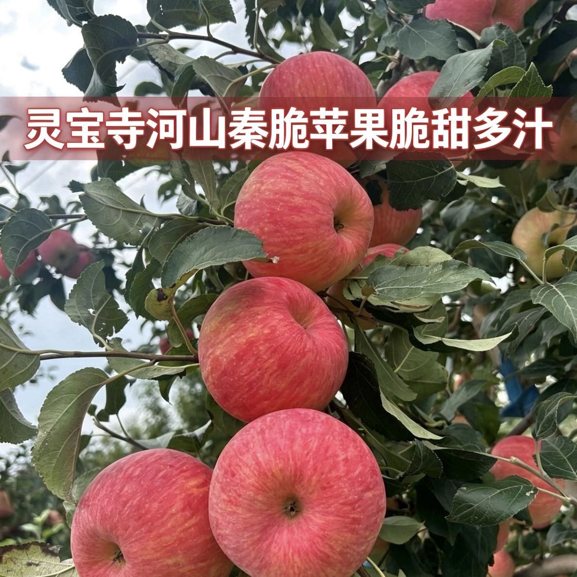 正宗灵宝寺河山秦脆苹果新鲜脆甜多汁产地直发大果12枚果礼盒装