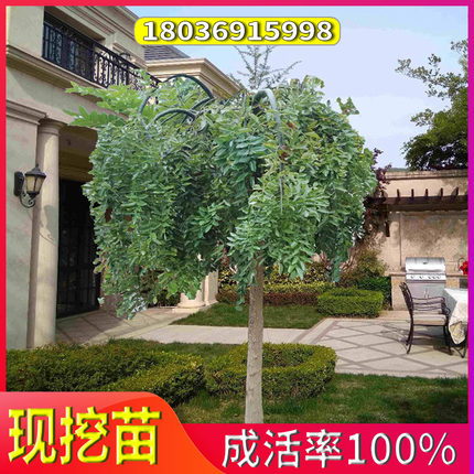 龙爪槐树苗国槐黄金槐垂槐造型树庭院绿化树耐寒耐旱四季适宜种植