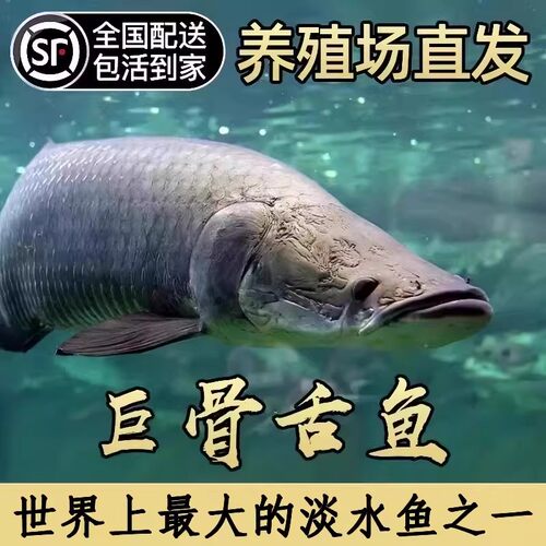 红尾巨骨舌鱼苗热带淡水活体