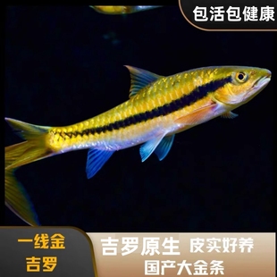 一线金吉罗鱼黄吉罗耐寒异口活体保山老挝吉罗红吉罗大型观赏鱼
