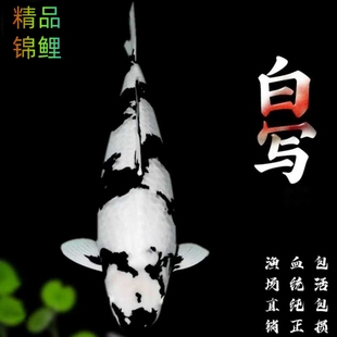 日本纯种白写昭和绯写锦鲤冷水观赏鱼黑白锦鲤鱼活体淡水金鱼好养