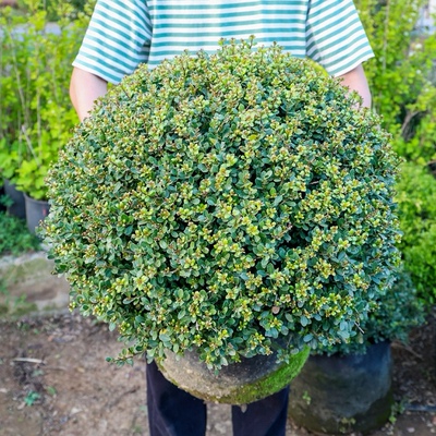 庭院绿化植物四季常青龟甲冬青球完美先令冬青球地栽耐寒冬青树球