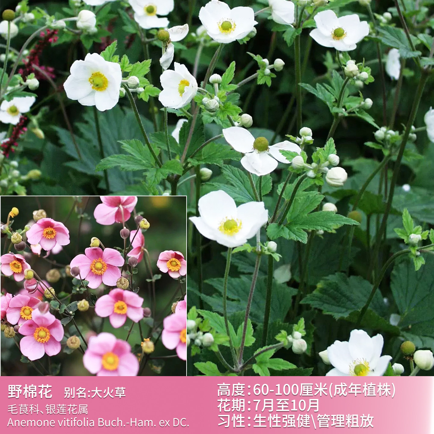 野棉花/大火草生性强健粗放管理