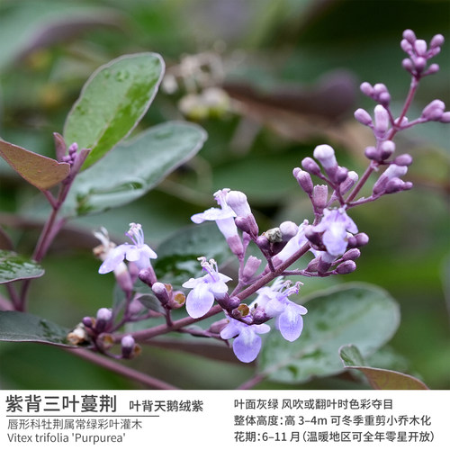 叶背紫色独特孤植丛植花境背景