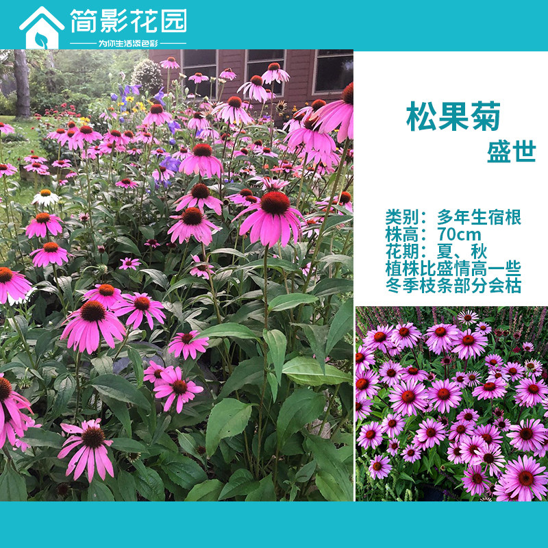 简影花园 松果菊盛世 多年生宿根草本夏季开花阳台庭院绿植