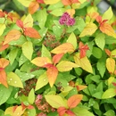 简影花园 多年生落叶观叶灌木耐寒耐热阳台庭院植物 金焰绣线菊