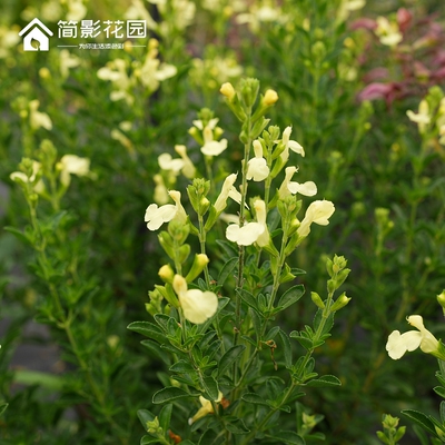 樱桃鼠尾草多年生灌木阳台庭院