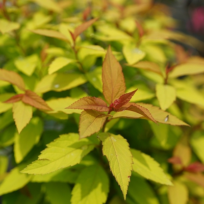 简影花园 金焰绣线菊 多年生落叶观叶灌木耐寒耐热阳台庭院植物