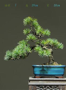 五针松盆景地景黄山松大型造型老桩素材迎客松庭院阳台绿化树