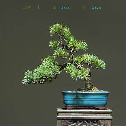五针松盆景地景黄山松大型造型老桩素材迎客松庭院阳台绿化树