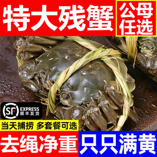 江苏精品缺腿特大残蟹固城湖大闸蟹鲜活现货公母螃蟹 去绳净重