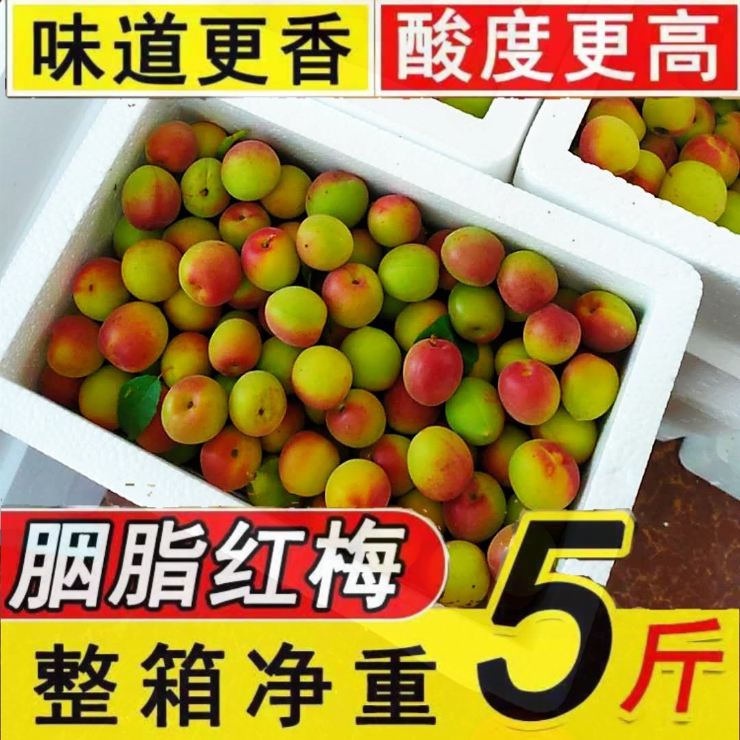 新鲜胭脂红梅现摘5斤顺丰包邮图片