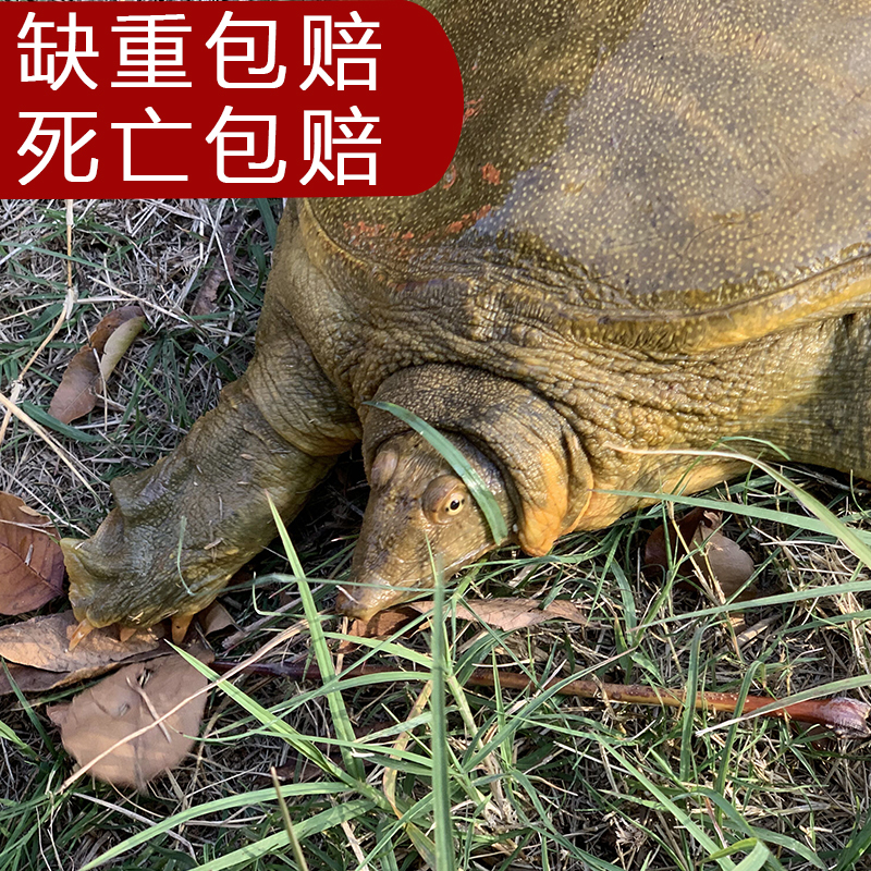 【多规格】公甲鱼活体包活老鳖团鱼王八活体生态鲜活水产品滋补品|msdalam kategori haiwan peliharaan/makanan haiwan dan bekalan, Aquarium World, penyu/penyu - dari Buy2taobao.com untuk memberikan perkhidmatan ejen Taobao profesional membeli