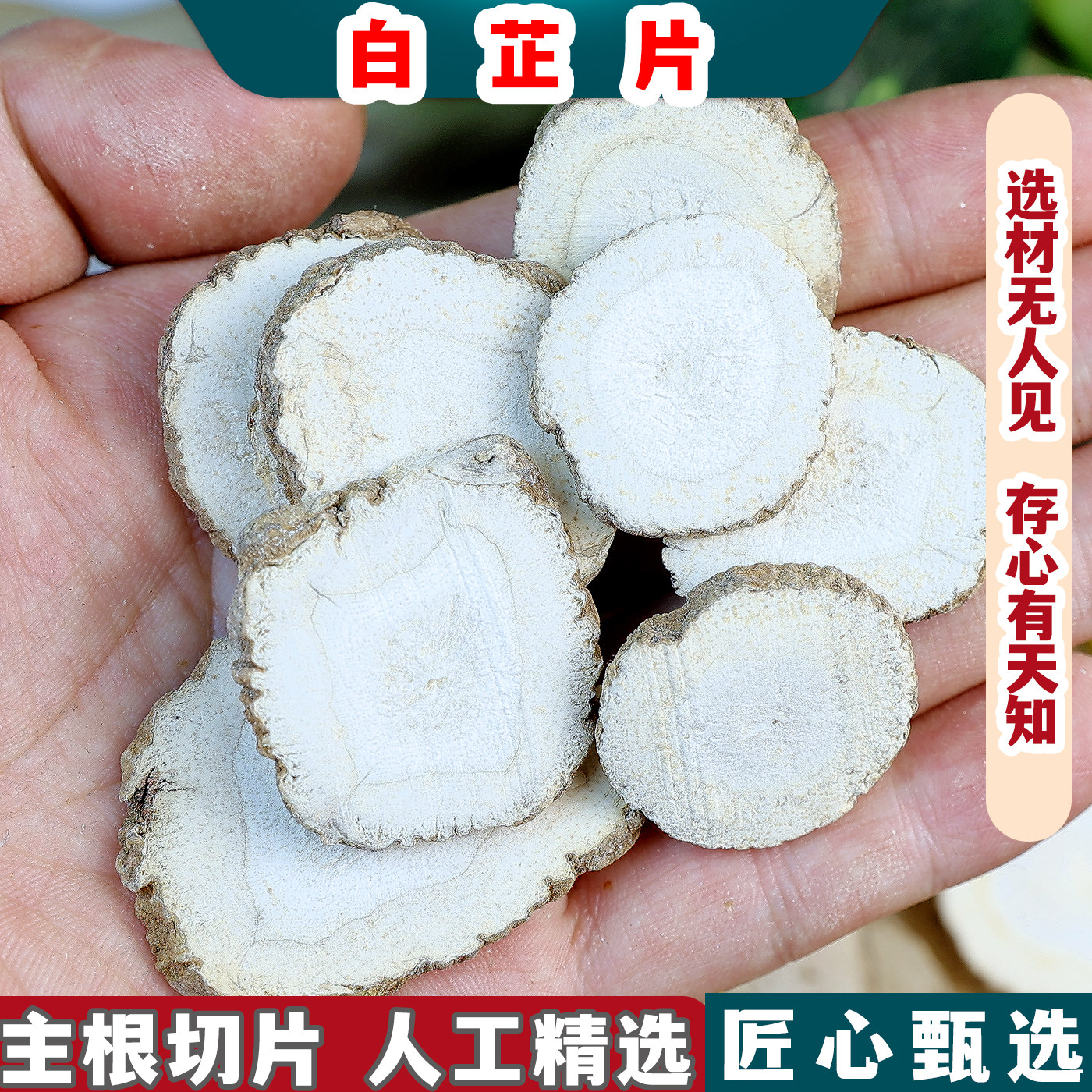 中药材白芷 白芷片 白芷粉白芷丁香苏叶睡眠白芷白术茯苓白芨白芍