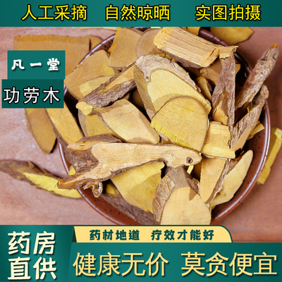 十大功劳木中药材土黄连黄藤