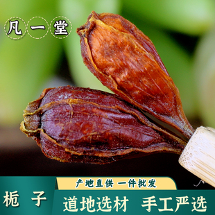 栀子菊苣茶降酸龙胆草黄芩大黄麦冬干姜 茵陈 中药材栀子 黄栀子