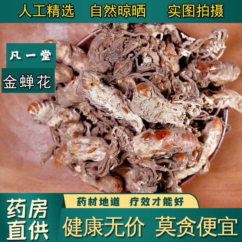 金蝉花中药材金婵花