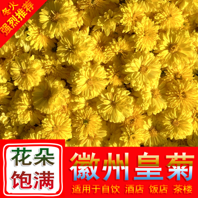 徽州皇菊500g花朵饱满色泽金黄