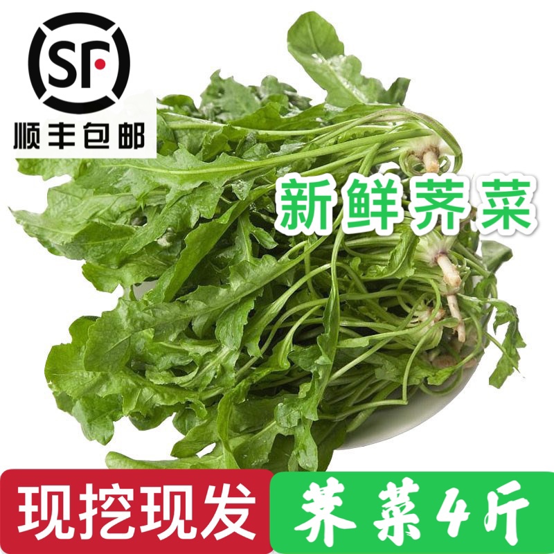顺丰包邮 现挖新鲜荠菜野生荠荠菜包混沌饺子春卷包子荠菜