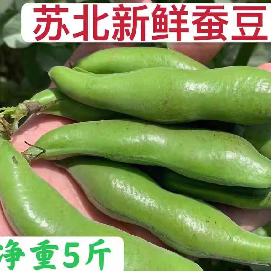 江苏东台 新鲜带壳蚕豆嫩蚕豆胡豆当季罗汉豆 新鲜嫩蚕豆5斤装