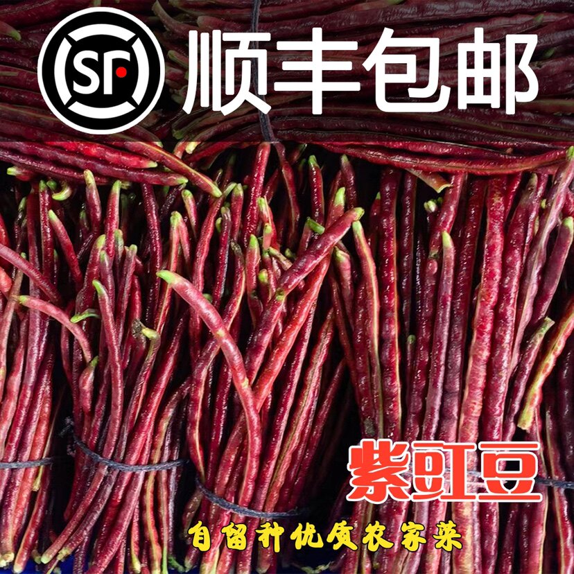 顺丰包邮农家自种植紫色豇豆当季新鲜豆类