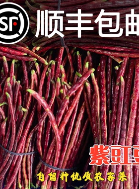 顺丰包邮农家自种植紫色豇豆当季露天新鲜蔬菜红豆角 现摘现发