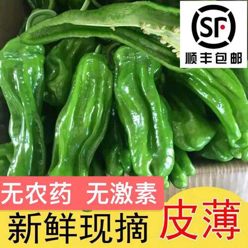 【顺丰包邮】苏北鲜嫩薄皮青椒现摘上市嫩青椒微辣农家菜下饭青椒
