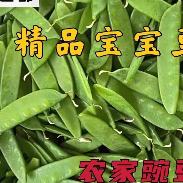 新鲜现摘甜脆青豆荚蔬菜荷兰豆豌豆角农家豌豆四季豆净重包邮装