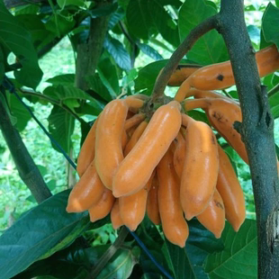 香蜜寸寸金手指皇妃蕉蕉果高端大气黄峰蕉罕见藤蕉大花紫玉盘