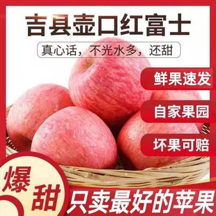 【头茬新果】吉县苹果壶口苹果水晶红富士苹果新鲜水果