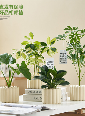 Crimson 盆栽绿植 北欧ins简约风 办公室内摆件 净化空气除甲醛