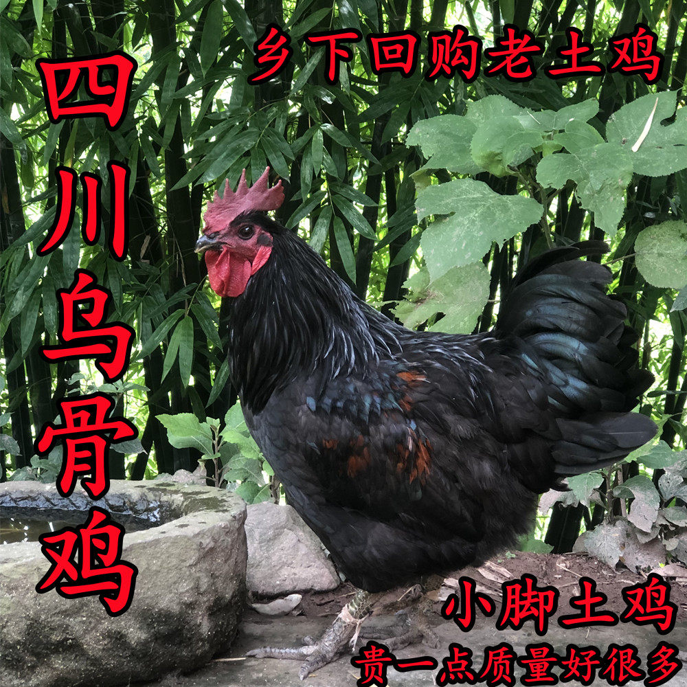叙永散养乌骨鸡 回购四川农家乡下老母鸡新鲜现杀整只5斤土黑山鸡