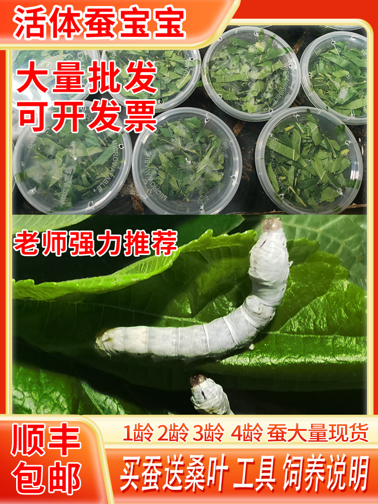 1-2345大小龄蚕宝宝套装活物幼虫学生养春蚕卵七彩金丝蚕新鲜桑叶