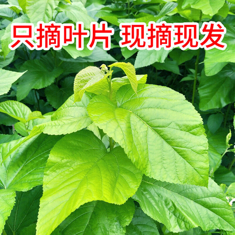 桑叶新鲜蚕宝宝活物蚕卵学生养蚕套装蚕虫食物蚕叶嫩桑叶送春蚕卵