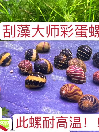 迷你彩蛋螺除藻观赏草缸黄金螺工具黄金黑金刚鲍鱼清洁包邮蜜蜂