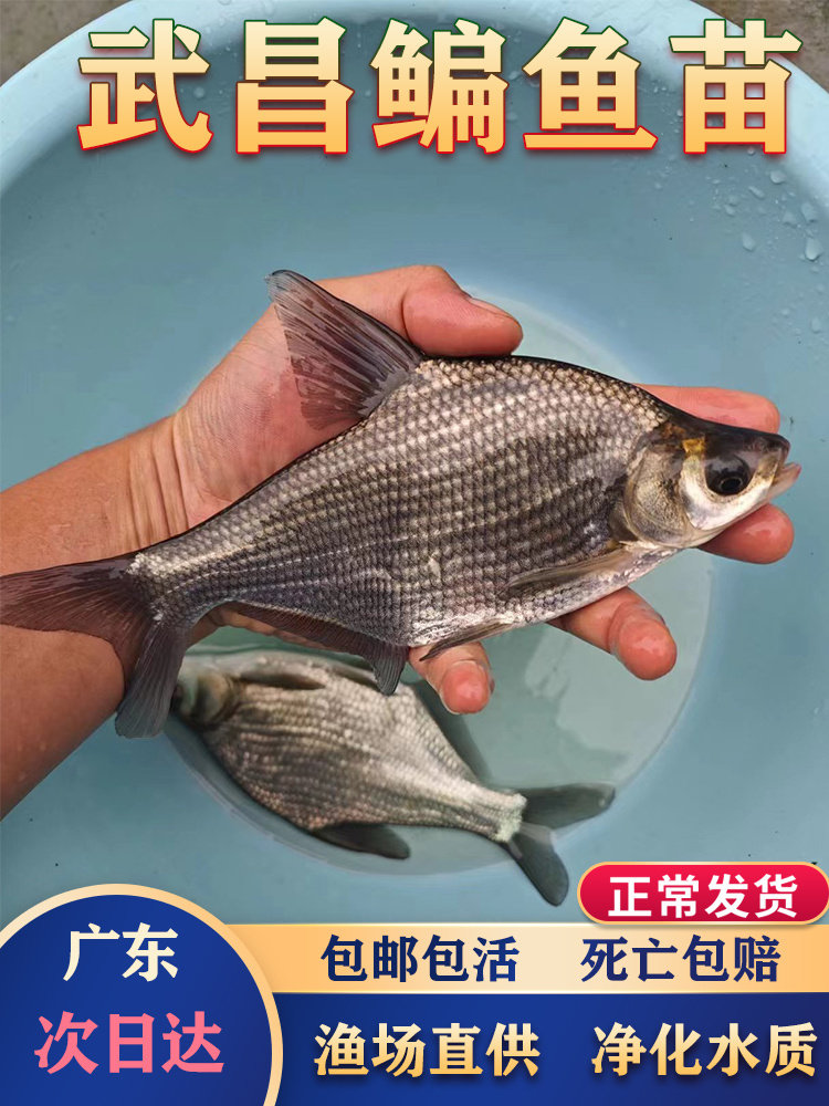鳊鱼鱼苗武昌鱼苗淡水养殖食三角鲂团头鲂鱼边鱼苗活体扁鱼苗