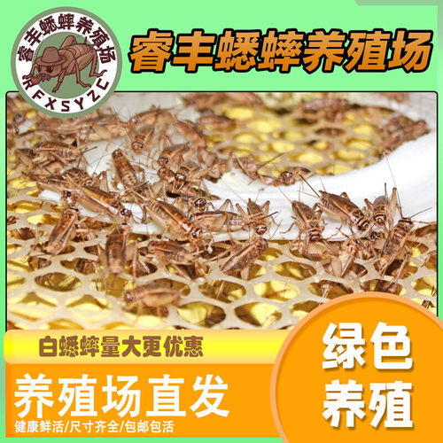 蛐蛐白蟋蟀活物睫角豹纹守宫角蛙蜥蝎龙鱼鸟活食饲料