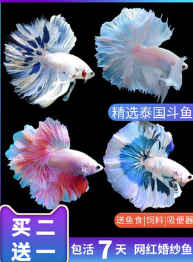 泰国斗鱼狮王半月马尾母鱼活鱼好养观赏鱼活体宠物热带鱼淡水鱼