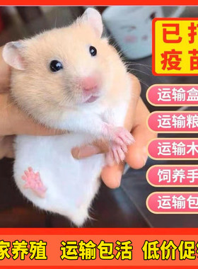 仓鼠活物三线银狐一对可繁殖送笼金丝熊活体宠物已打疫苗运输包活