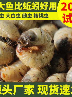 活体蛴螬，钓鱼老母虫，金龟子幼虫野钓白土蚕、核桃虫鸡乸虫活饵