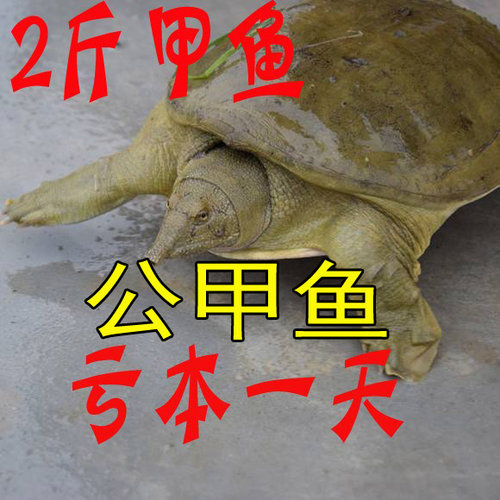 2斤1只 公甲鱼鲜活食用水鱼团鱼中华鳖王八足斤小甲鱼苗卤味麻辣