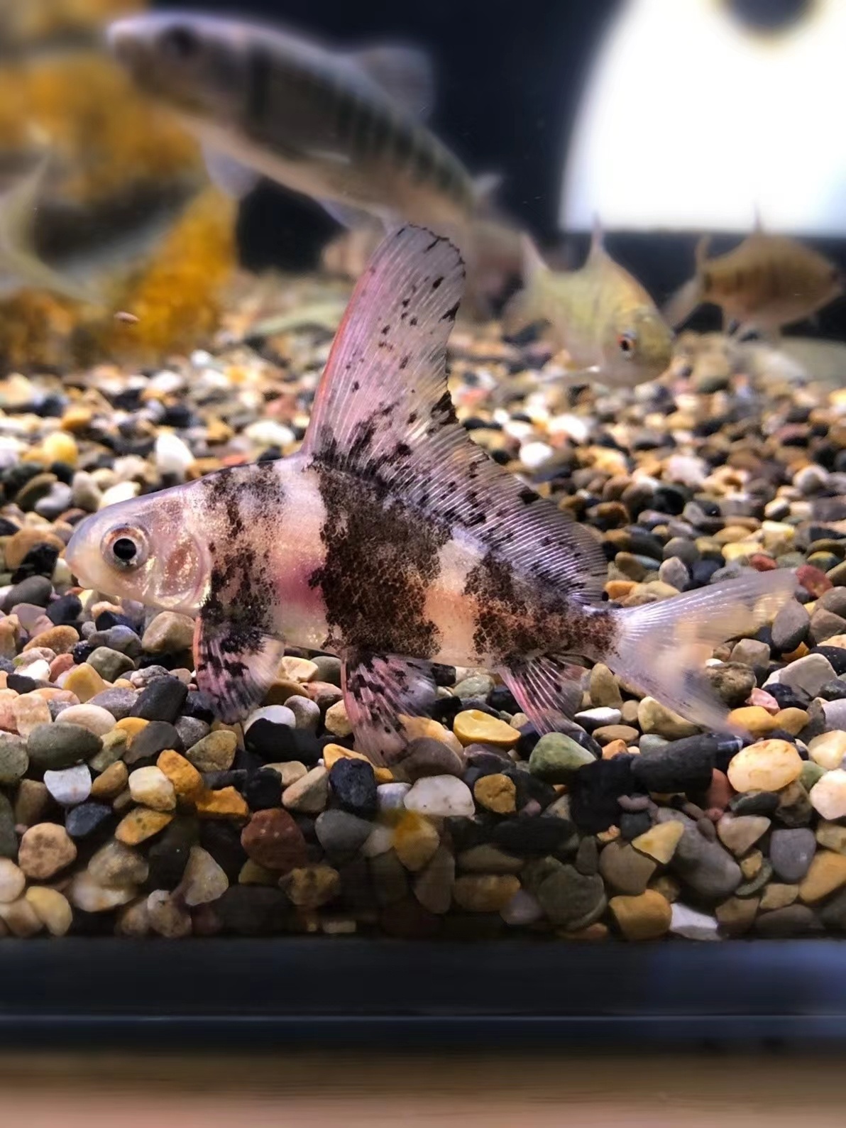 一帆风顺鱼苗美人鱼胭脂鱼活体家养冷水淡水养殖食用高档大型好养