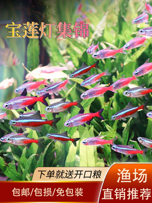宝莲灯鱼进口大号巴西宝莲灯红绿灯科鱼小型热带观赏鱼草缸群游鱼