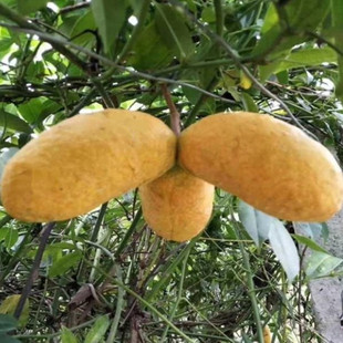 湖南九月黄苗九月瓜5叶木通黄香蕉苗9月瓜金瓜黄金香蕉果树苗南方